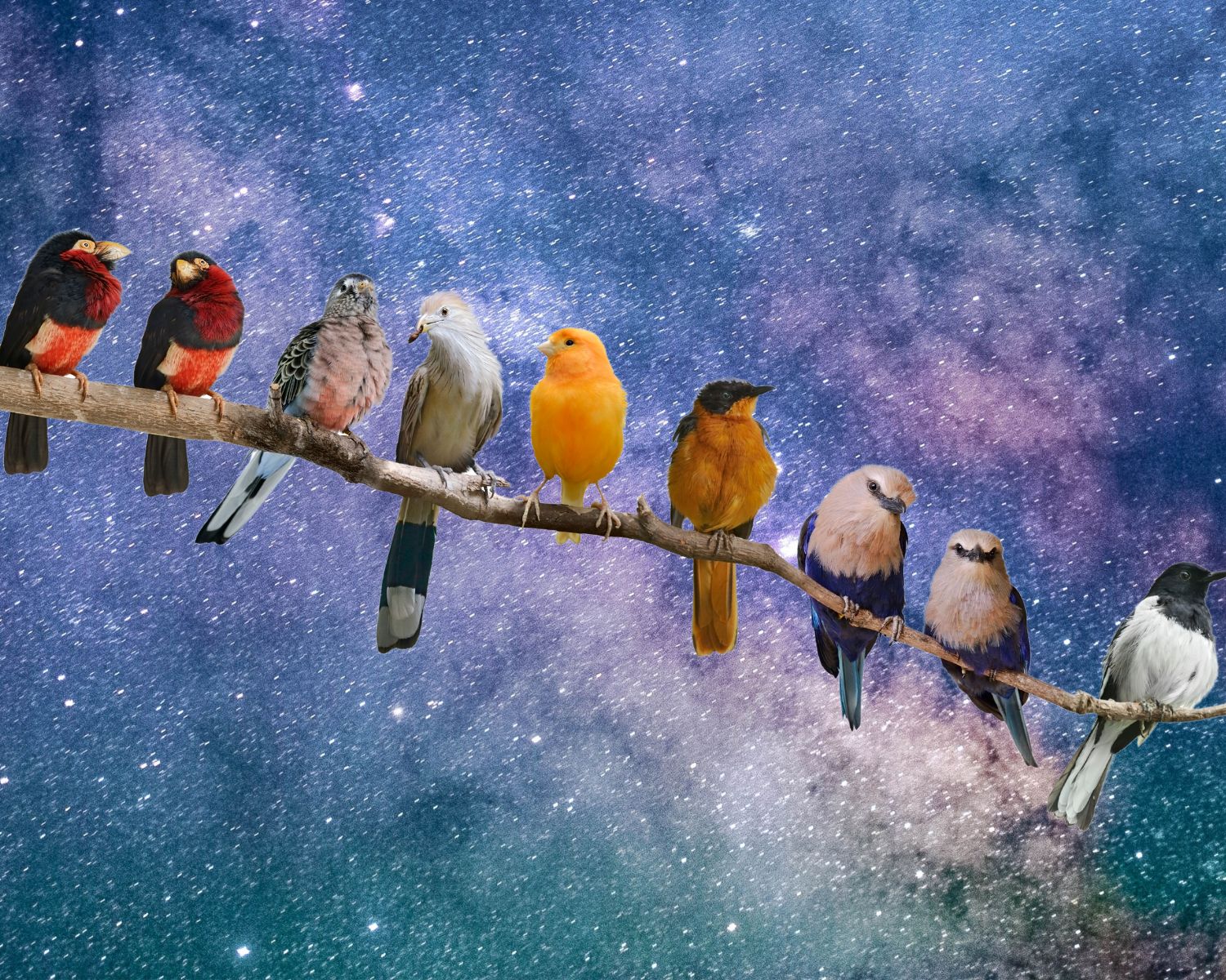 Dit is de spirituele betekenis van vogels (met uitgebreide uitleg