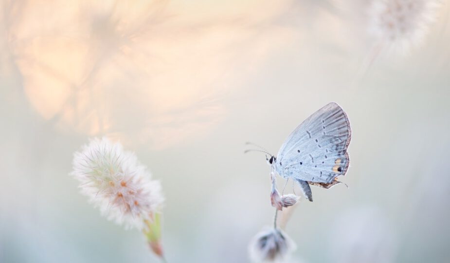 De spirituele betekenis van een witte vlinder