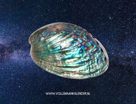 Abalone schelp gebruiken: dit kun je allemaal doen met deze spirituele beauty