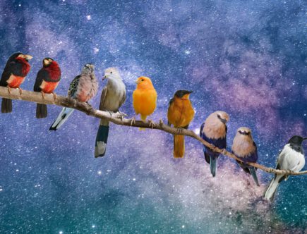 Dit is de spirituele betekenis van vogels (met uitgebreide uitleg)