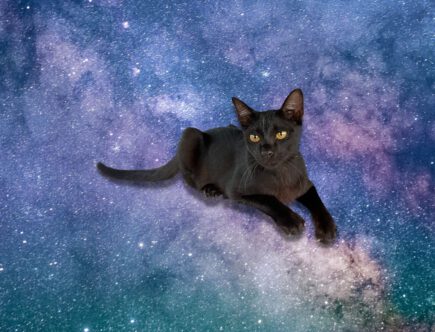 Wat is de spirituele betekenis van een zwarte kat?