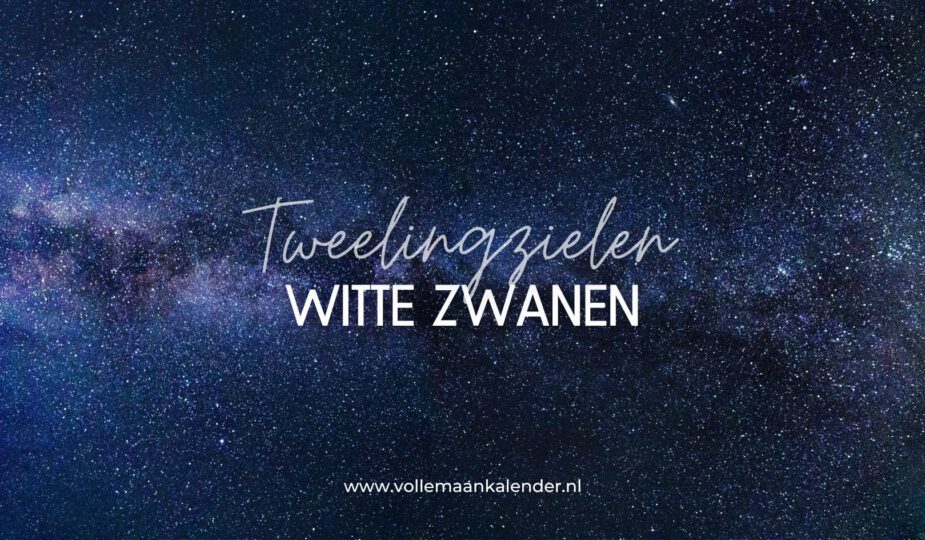 Witte zwanen en tweelingzielen: wat is de betekenis?
