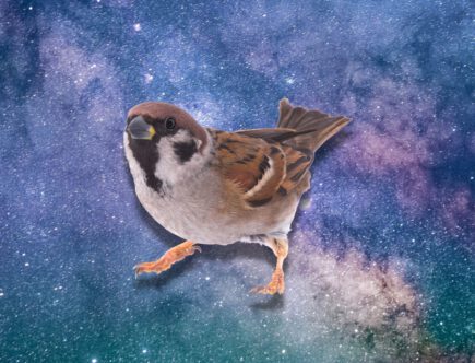 Spirituele betekenis mus: wat betekent het als je deze vogel tegenkomt?