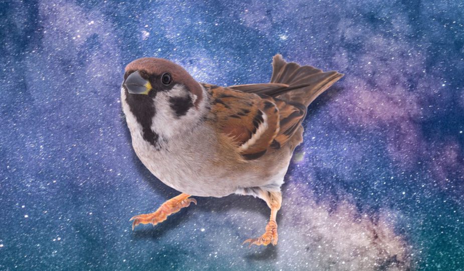 Spirituele betekenis mus: wat betekent het als je deze vogel tegenkomt?