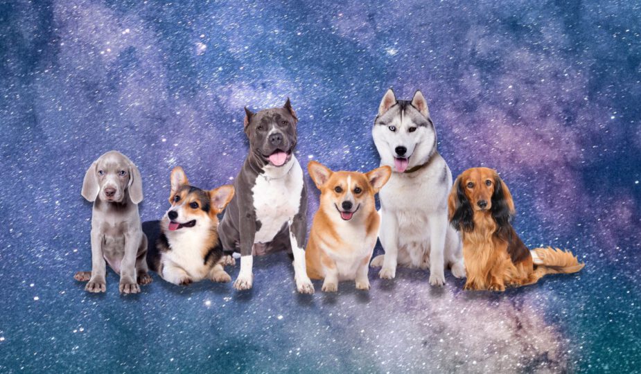 De spirituele betekenis van honden