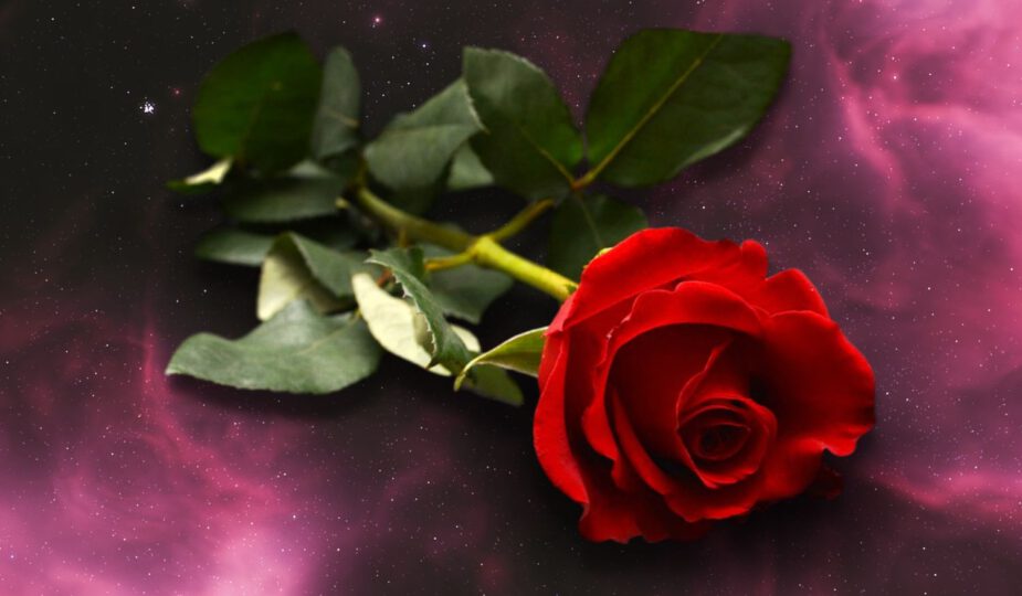 Spirituele betekenis roos 🌹