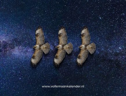 Spirituele betekenis buizerd: wat betekent deze vogel?
