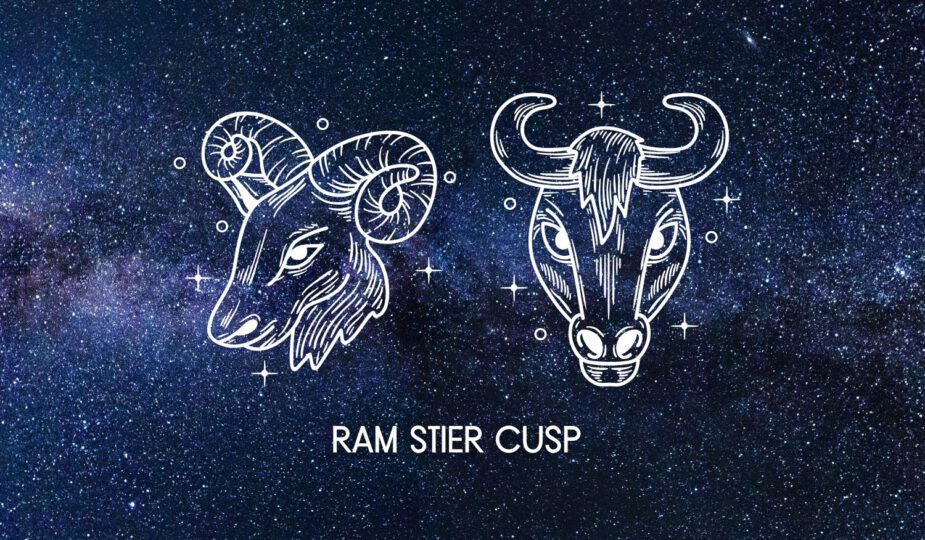 Ram Stier Cusp