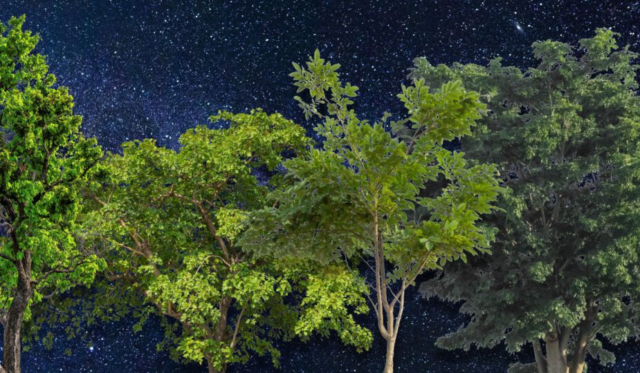 Spirituele betekenis bomen