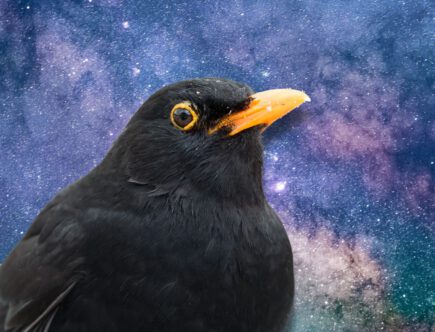 Spirituele betekenis merel deze vogel draait om ontdekken