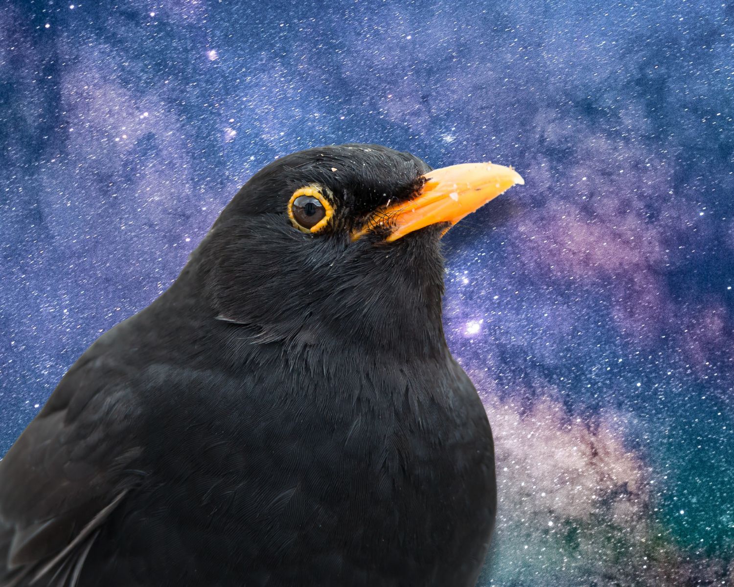 Spirituele betekenis merel deze vogel draait om ontdekken VolleMaanKalender.nl Spirituele betekenis merel deze vogel draait om ontdekken VolleMaanKalender.nl