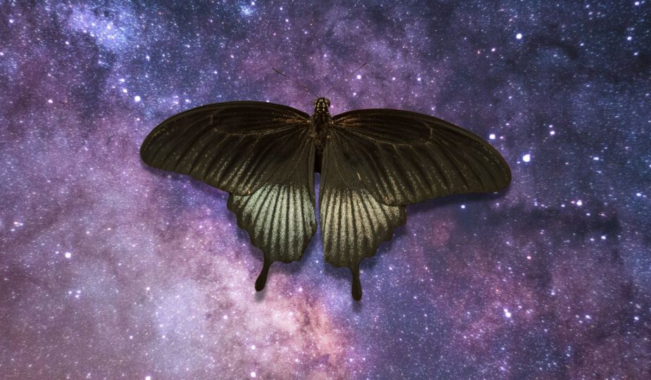 Spirituele betekenis zwarte vlinder