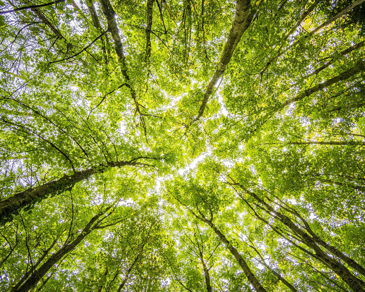 Keltische boomhoroscoop: welke Keltische boom ben ik