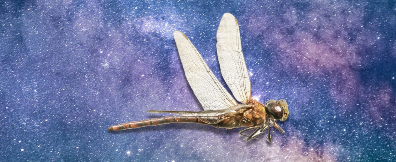 Spirit Animal - Spirituele betekenis libelle