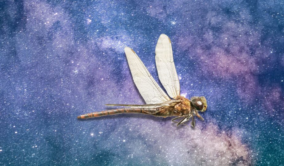 Spirit Animal - Spirituele betekenis libelle