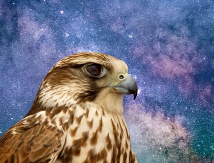 Spirituele betekenis valk: wat zegt dit krachtdier?