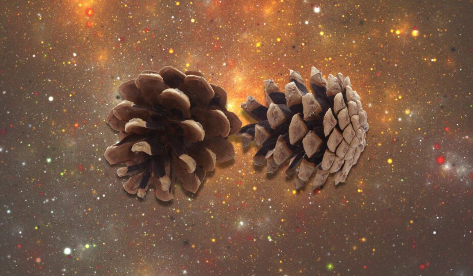 Spirituele betekenis dennenappel