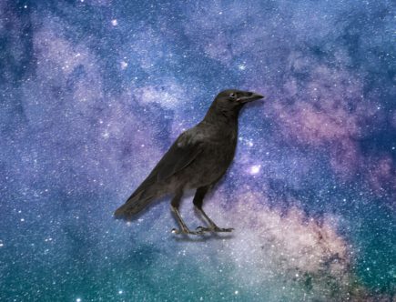 Spirituele betekenis kraai: magie & duisternis