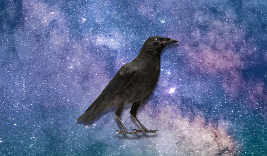 Spirituele betekenis kraai: magie & duisternis