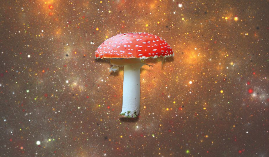 Spirituele betekenis paddestoel