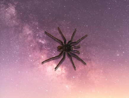 Spirituele betekenis spin: verbanden leggen