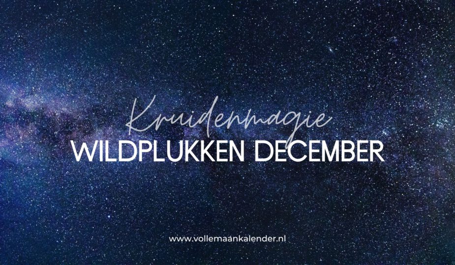 Kruidenmagie: wildplukken in december