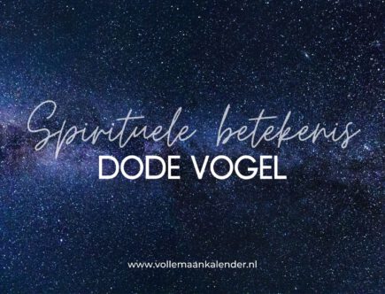 Dode vogel spirituele betekenis