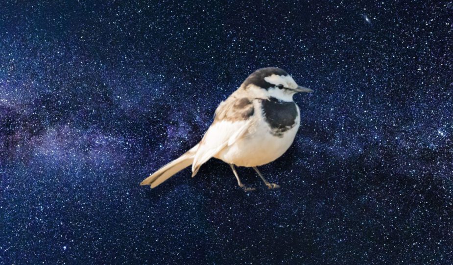 Spirituele betekenis Kwikstaart