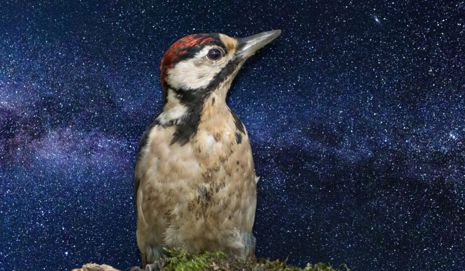 Spirituele betekenis Specht