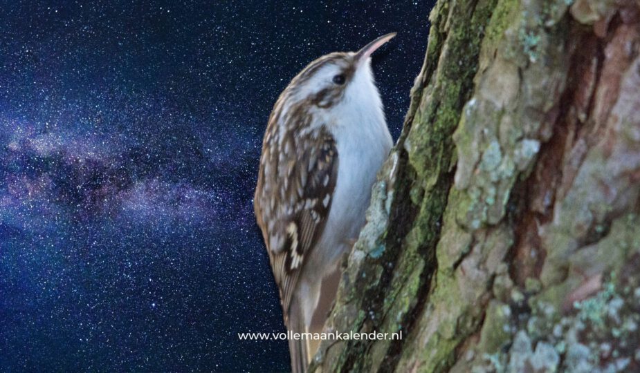 Spirituele betekenis boomkruiper: een diepgaande verbinding met de natuur