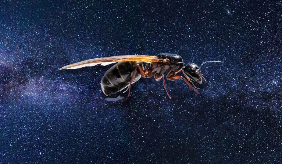 Spirituele betekenis vliegende mieren