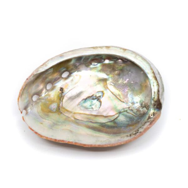 Abalone Schelp - Klein - 50 tot 70 mm