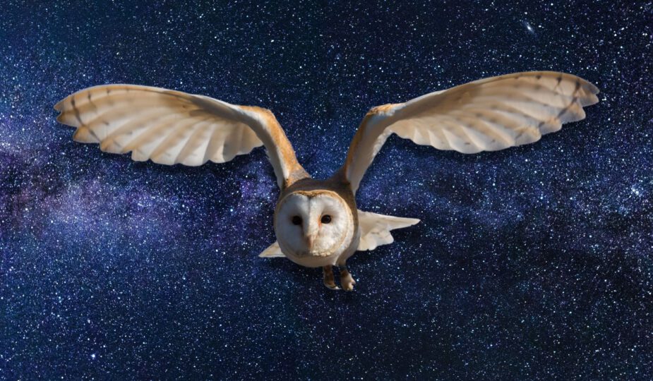 Spirituele betekenis uil