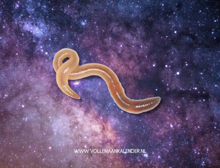 Spirituele betekenis regenworm