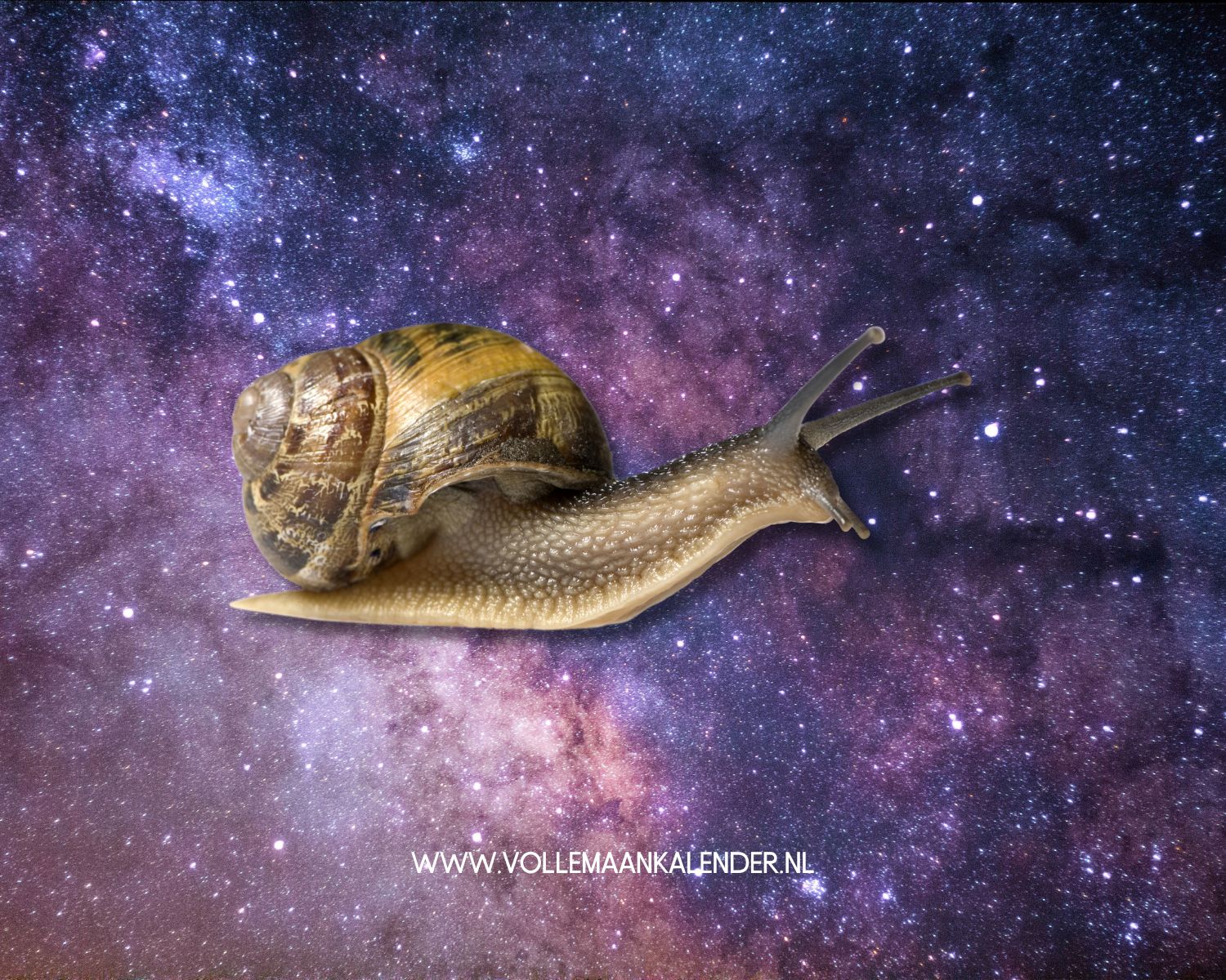 Spirituele betekenis slak - VolleMaanKalender.nl