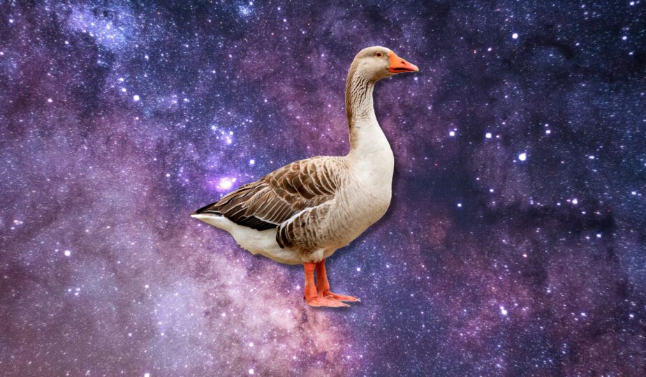 Spirituele betekenis gans
