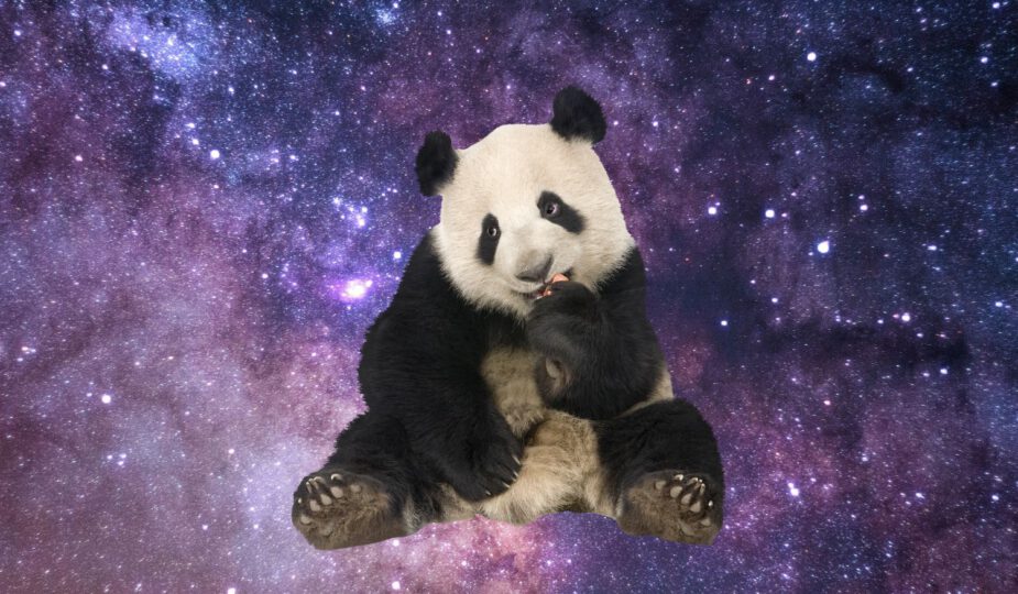 Spirituele betekenis panda