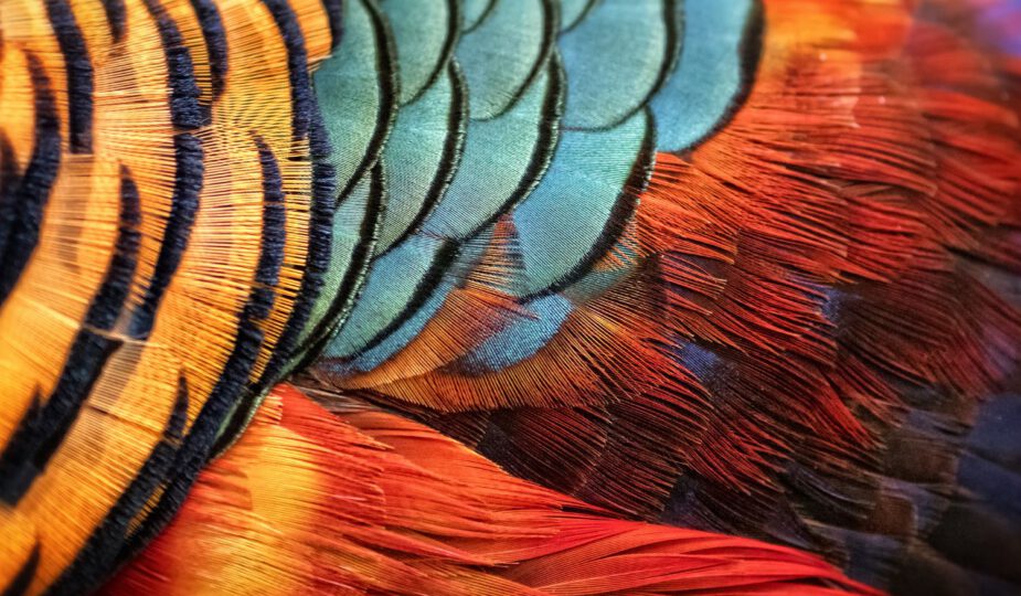 Spirituele betekenis fazant veer