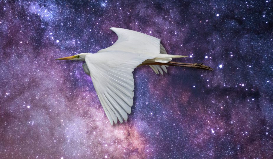 Spirituele betekenis witte reiger