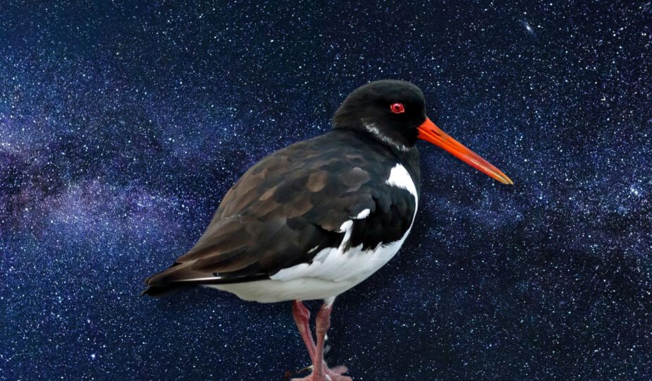 Spirituele betekenis scholekster: aanpassingsvermogen en balans