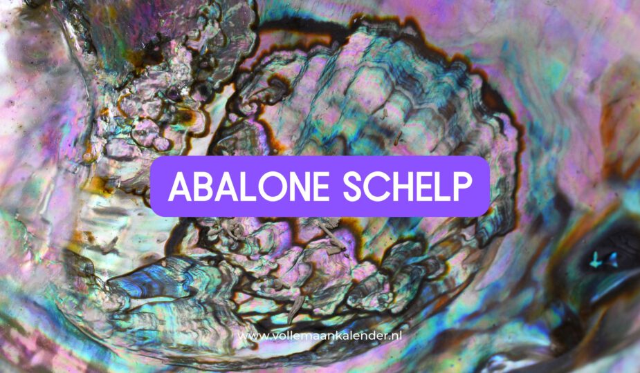 abalone schelp - VolleMaanKalender.nl