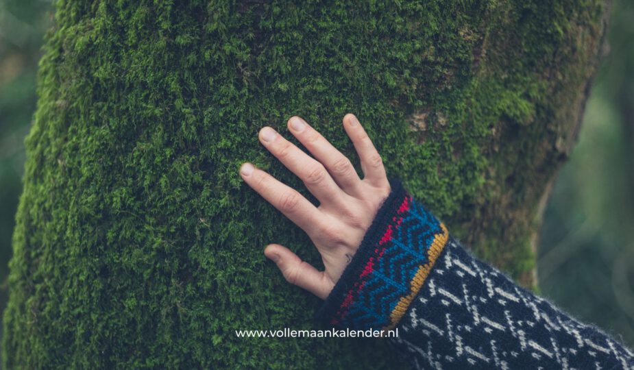 Boomenergie de energetische kracht van bomen (en hoe je ermee kunt werken)