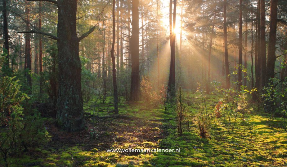 Wat is ecotherapie?
