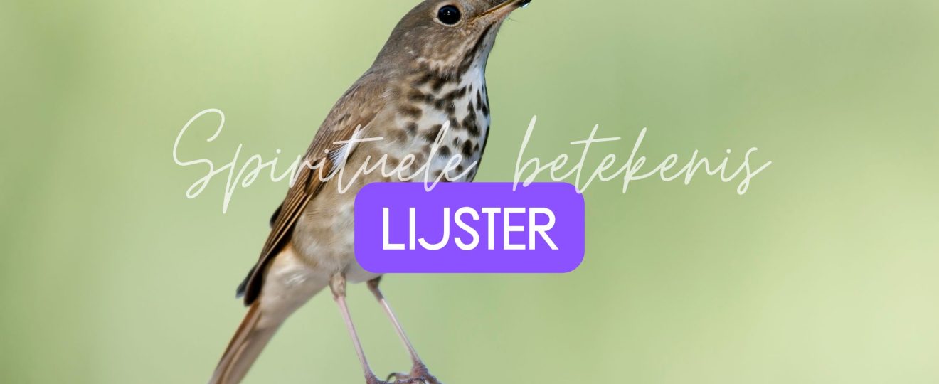 Spirituele betekenis lijster