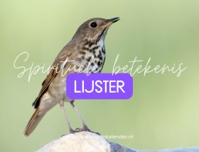 Spirituele betekenis lijster