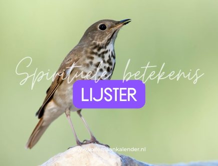 Spirituele betekenis lijster