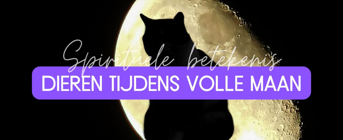 Volle maan en dieren: waarom je kat of hond anders kan reageren