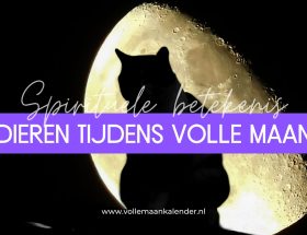 Volle maan en dieren: waarom je kat of hond anders kan reageren