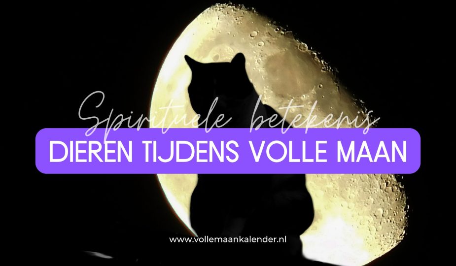 Volle maan en dieren: waarom je kat of hond anders kan reageren