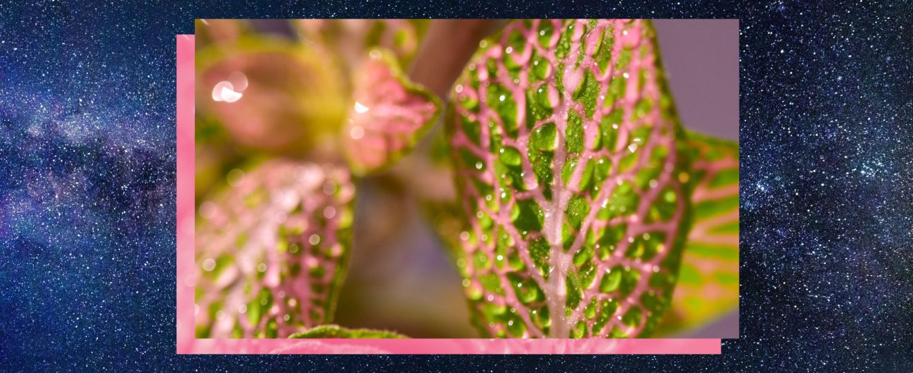 nervus vagus - vollemaankalender